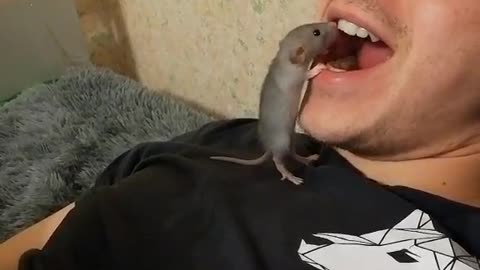 Mouse- house