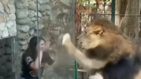 Lion Hunting