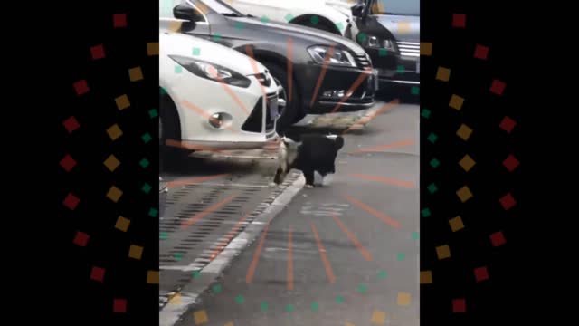 Quit Cat 🐈🐈 funny video