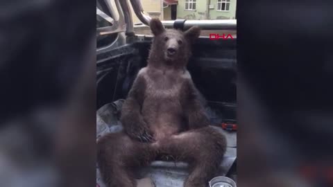 A bear who ate way too much honey!