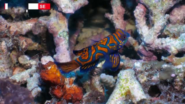 7 most beautiful fish in the world