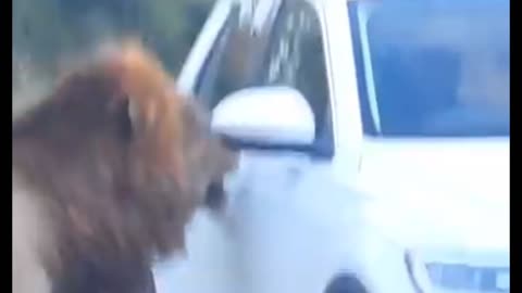 LION CHARGES SCARED TOURIST IN CAR
