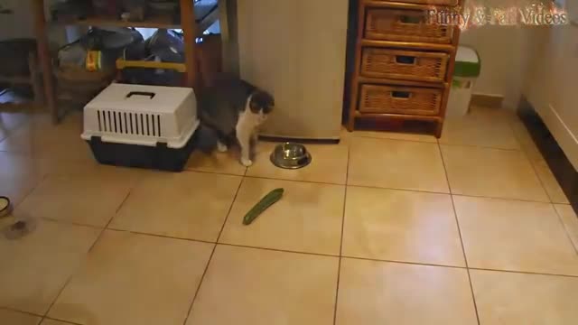 cats scared of cucumber very funny