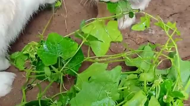 Cute rabbits eating greens