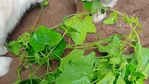 Cute rabbits eating greens