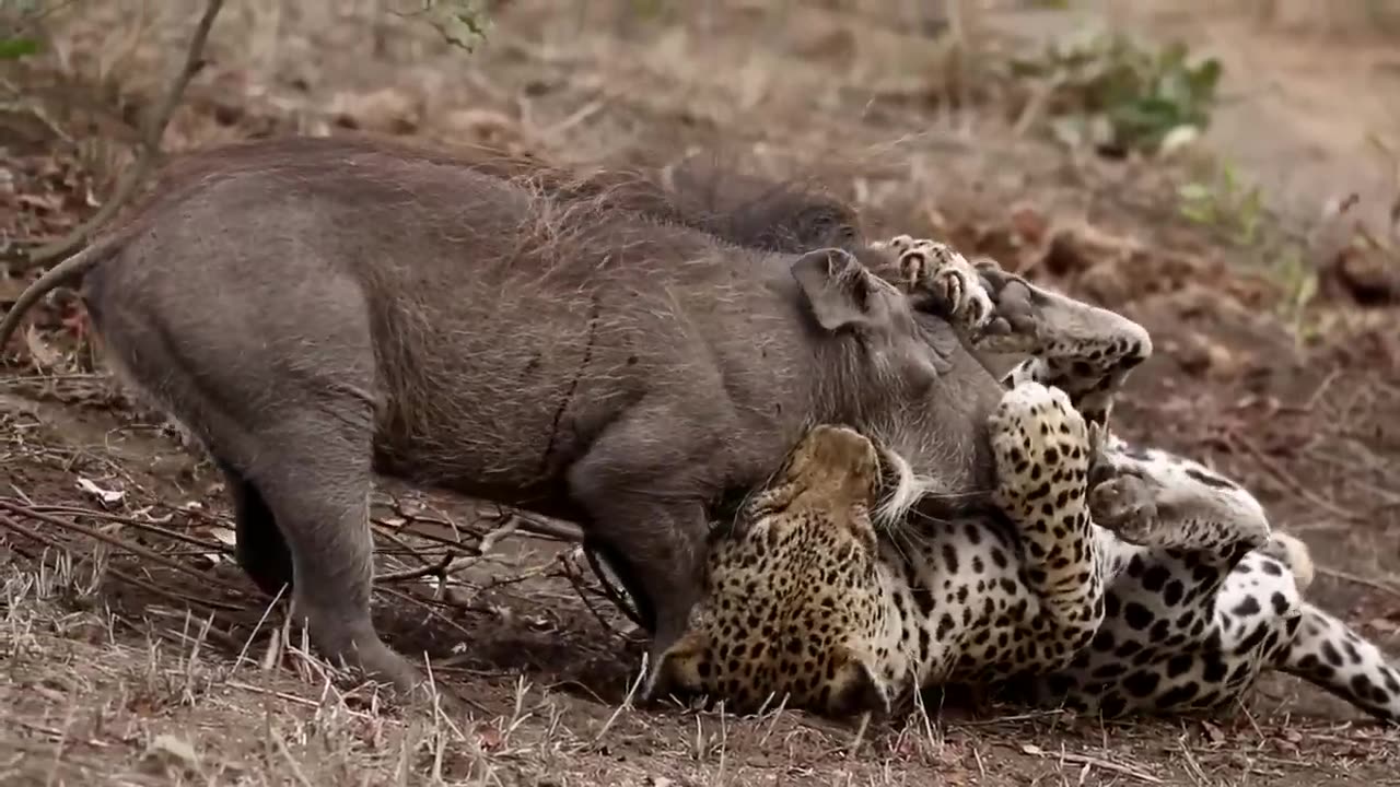 Warthog Kill: Nature's Intense Battle for Survival