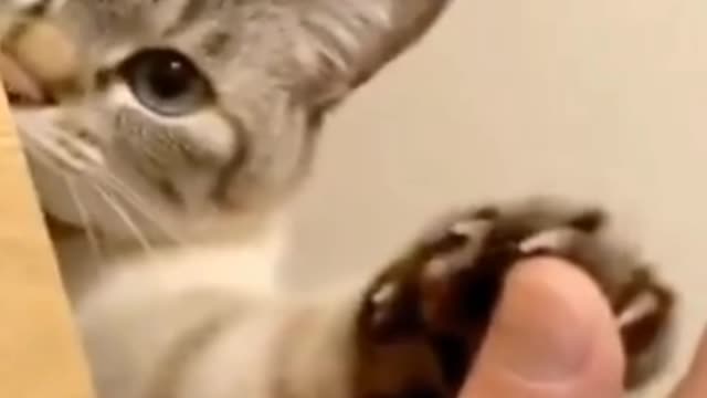 Innocent cat hi five