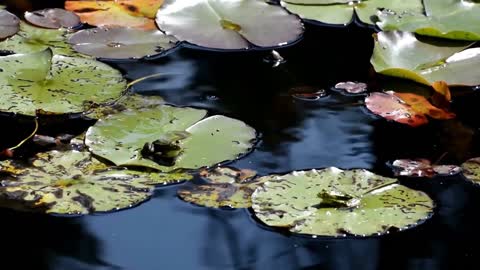 2 Frogs On Lily Pads, 1 Hops