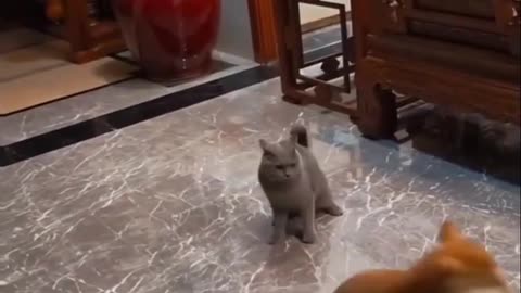 funny animal video 2024