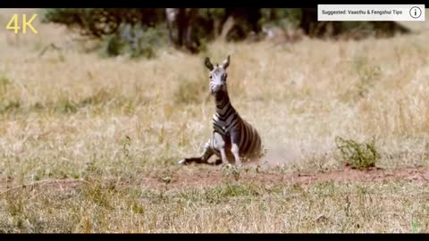 AFRICA WILD ANIMALS