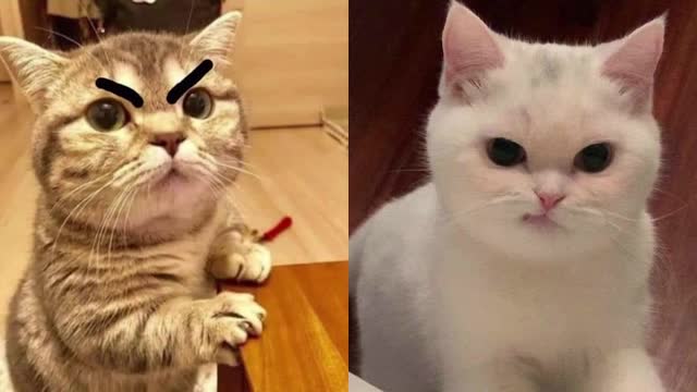 You shouldn't mess with a cat - So Funny angry cats reaction