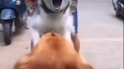 Cute dogs follow your owner funny video