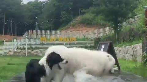 This Big Dog Loves Splashing His Littler Brother In The Pool