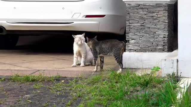 Funny cats fighting