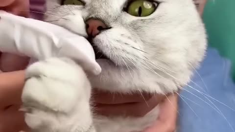 How to brush a Cat's🐱 teeth