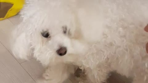 Catching up the cute puppy Bichon