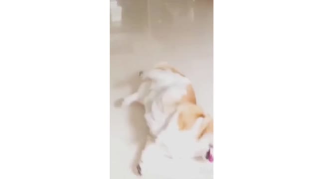 |CUTE DOG SHOOT OUT BY OWNER | | DOG ACTING|