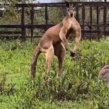 Animals are all engaged in national sports