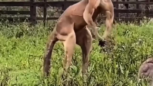 Animals are all engaged in national sports