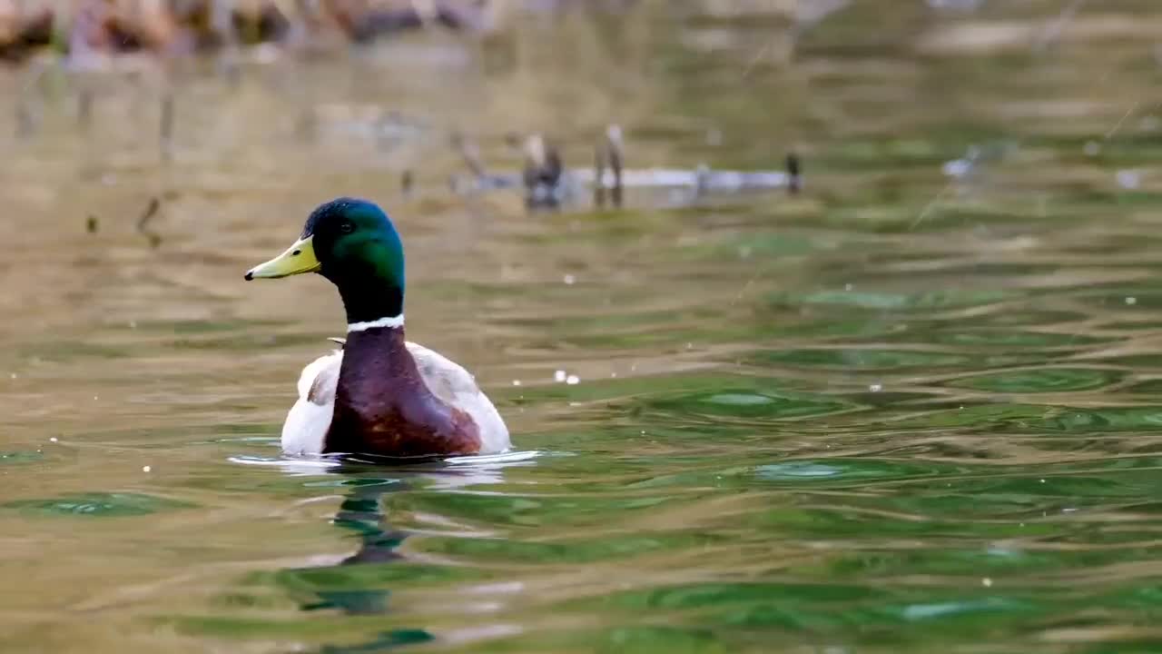 animal Duck