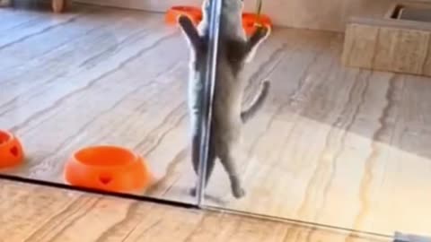 My Cat in the gym