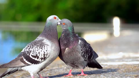 Love between birds 22