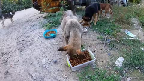 Pack of Hungry Stray Dogs Waiting for us Every Day in Same Place