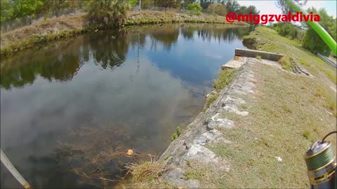 Red Midas in Miami Canal