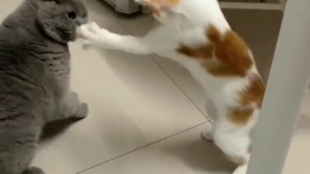Cats funy cut