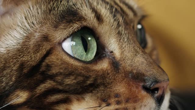 Muzzle of bengal cat. Domestic animal at home