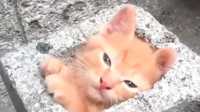 Kitten Playing with the Stone