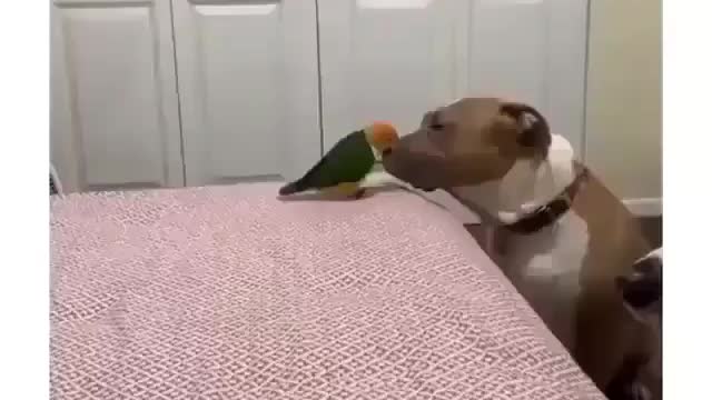 Parrots Best Friend