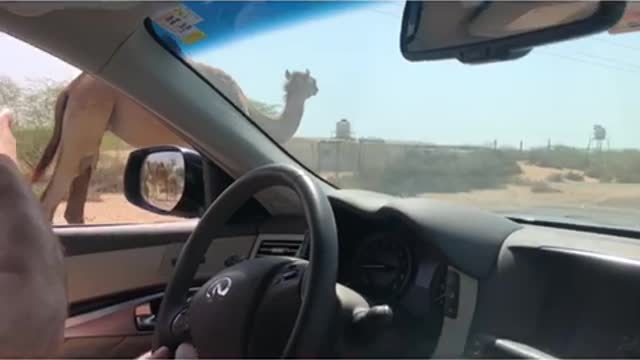 Beware! A camel might be crossing the road