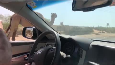 Beware! A camel might be crossing the road