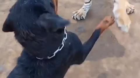 Dog