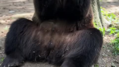 funny bear video