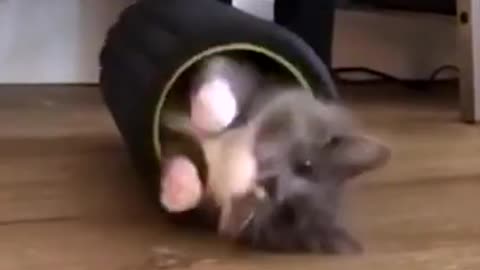 Cute kitten playing with paint roller