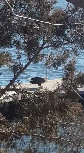 The Eagle Has Landed