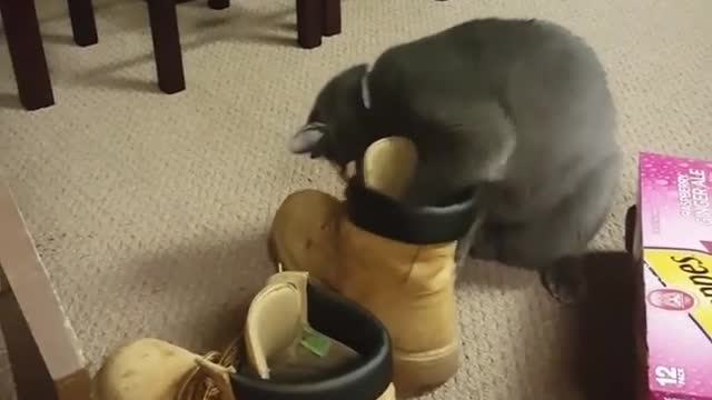 Cat fails at getting ball out of shoe