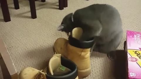 Cat fails at getting ball out of shoe