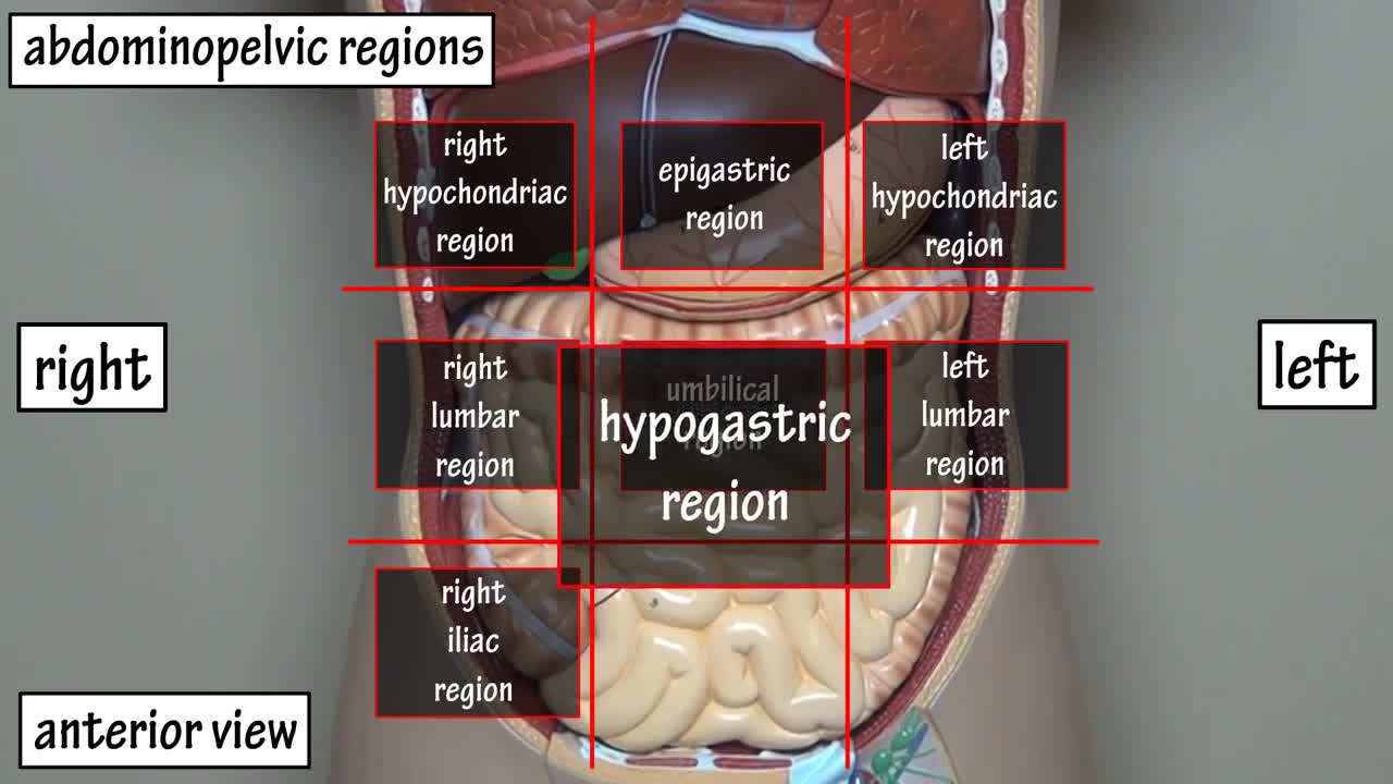 Abdominal regions