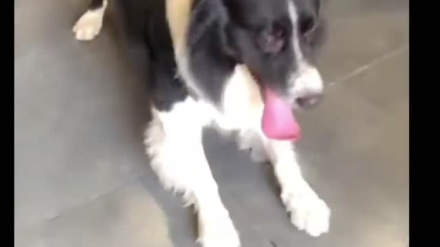 Funny Videos | Dog becomes sad | Funny Animal Videos #22