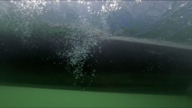 Amazing Wildlife in Germany's Deep Mountain Lakes: Never seen before