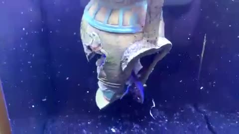 Blue Lobster almost hatched around 1m eggs!!!