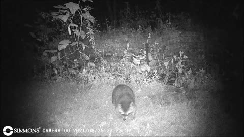 Backyard Trail Cam - Coon