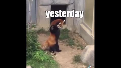 new funny animal videos