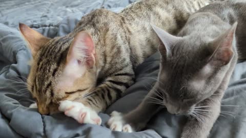 Cute cat meet friends and so happy.