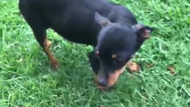 Cachorrinha feliz , por esta gravida.