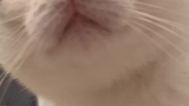 Sry Im obsessed with this sound 😂 #catsoftiktok #fyp #cats #crunchycat