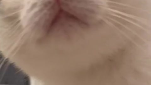 Sry Im obsessed with this sound 😂 #catsoftiktok #fyp #cats #crunchycat